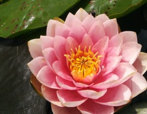 water-lily-408058_1280