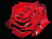 rose rouge b